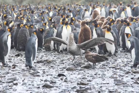 Pinguins rei, um albatroz e uma skua em Salisbury Plain, na Geórgia do Sul (foto de Mitch Jasechk)